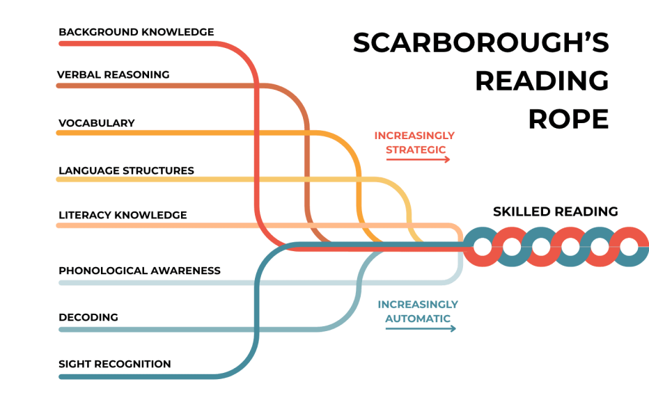 Scarborough's Reading Rope diagram showing two strands that weave together into skilled reading: language comprehension strands including background knowledge, verbal reasoning, vocabulary, language structures, and literacy knowledge becoming increasingly strategic; and word recognition strands including phonological awareness, decoding, and sight recognition becoming increasingly automatic.